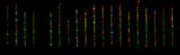 Cells Express Fluorescent Proteins