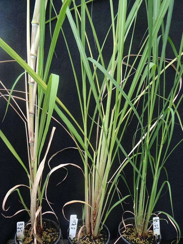 Transgenic Line of Sugarcane