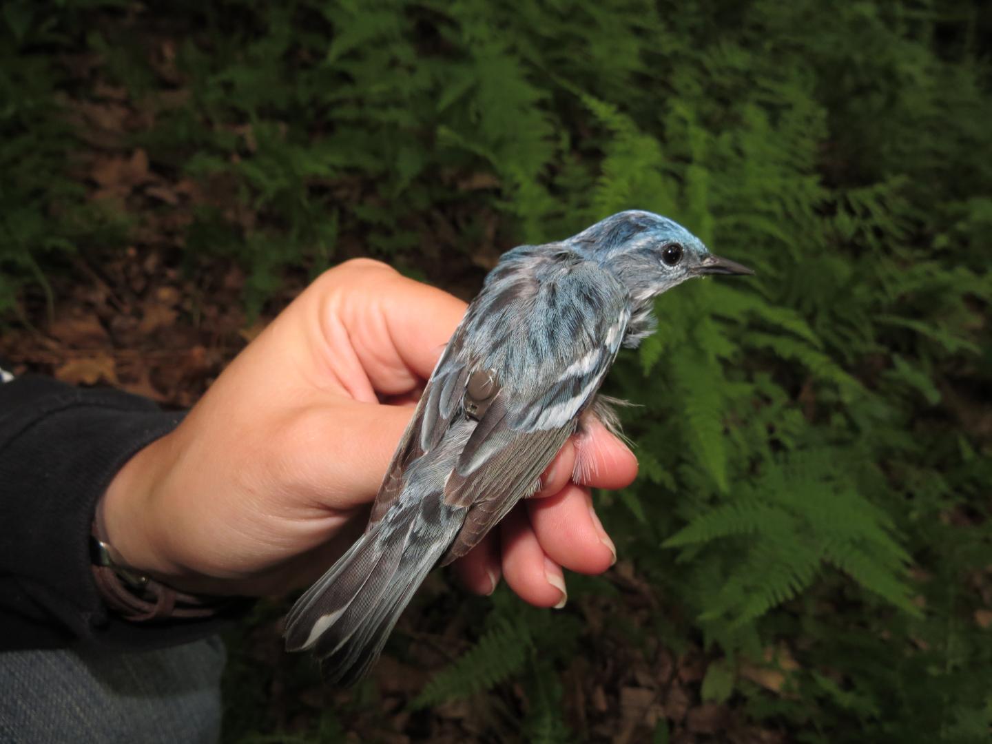Cerulean Warbler with Geolocator