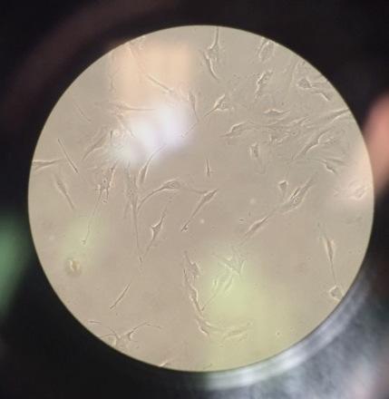 Cultured Neuronal Cells Derived from Olfactory Neuroepithelium