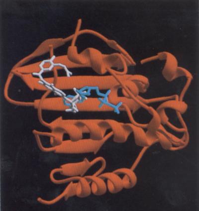 DNA Topoisomerase