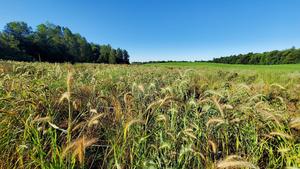 Grassland field