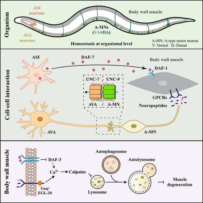 Model for how neuron-to-muscle singling orchestrates muscle autophagy and homeostasis