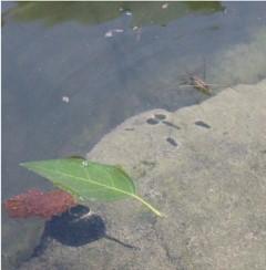 Water Strider