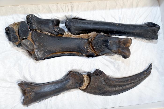 Nanotyrannus right hand