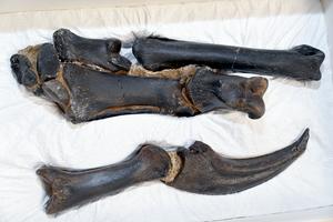 Nanotyrannus right hand