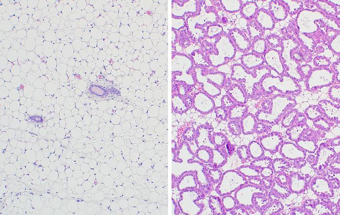 Mouse mammary cells
