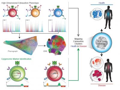 Exhausting T Cells