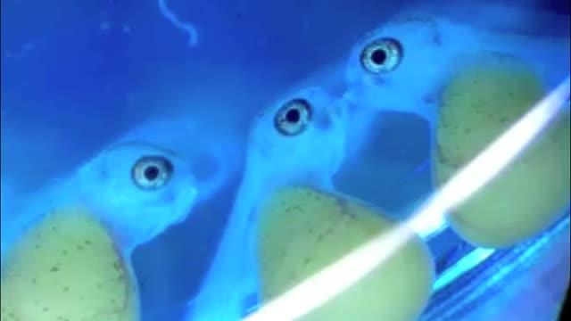 Gaping Behavior in Larval Cichlid Fish
