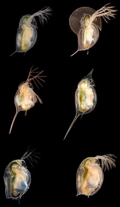 Daphnia with defenses