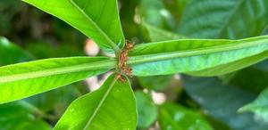 Ants defend plants from herbivores but can hinder pollination