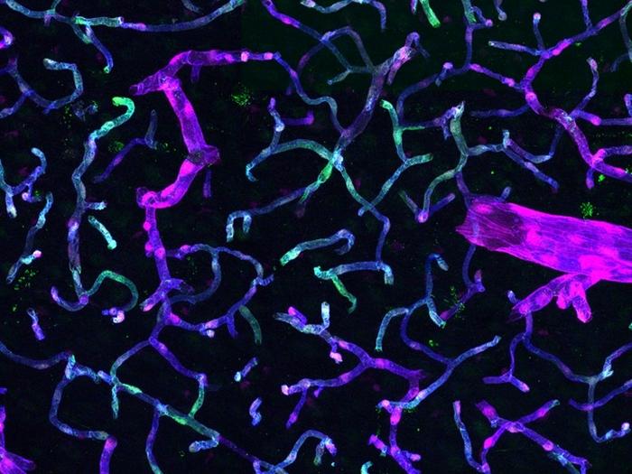 Brain endothelial cells targeted by a BEC-enhancer AAV vector tool