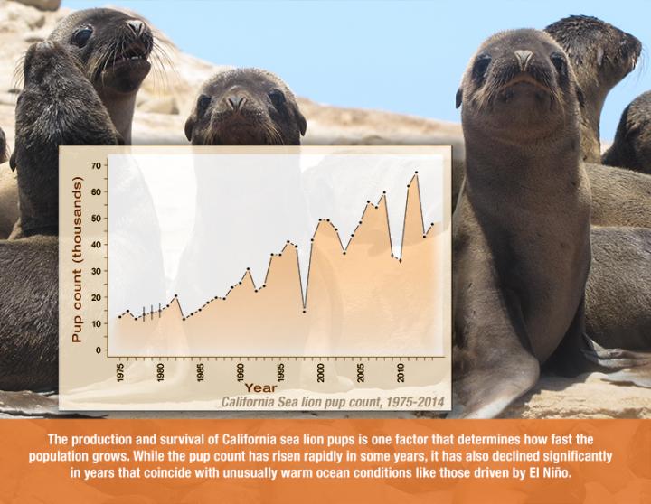 California Sea Lion Pup Count