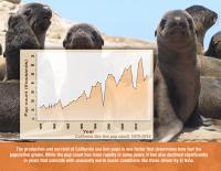 California Sea Lion Pup Count