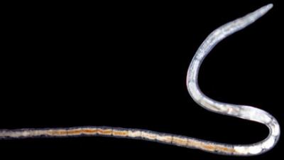 New Species of Grania