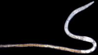 New Species of Grania