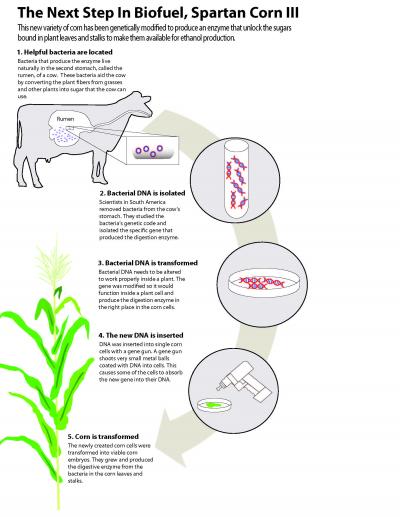 Next Step in Biofuel, Spartan Corn III