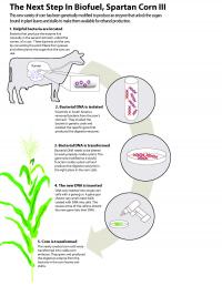 Next Step in Biofuel, Spartan Corn III