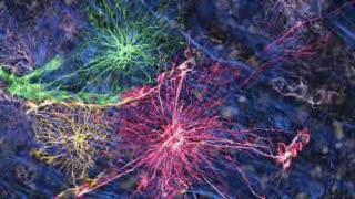 Using Human Brain Cells to Make Mice Smarter