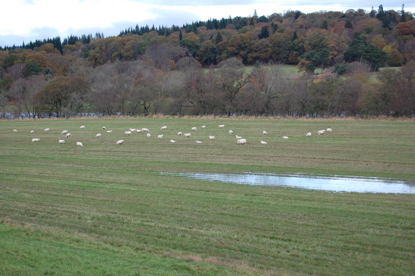 Livestock Farming Is One Way How Fecal Bacteria Get into Soil and Water Bodies