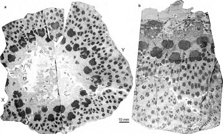 <i>Xinicaulis lignescens</i> from the Upper Devonian of Xinjiang, NW China