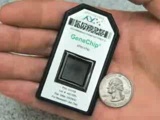 PhyloChip Tackles Coral Disease