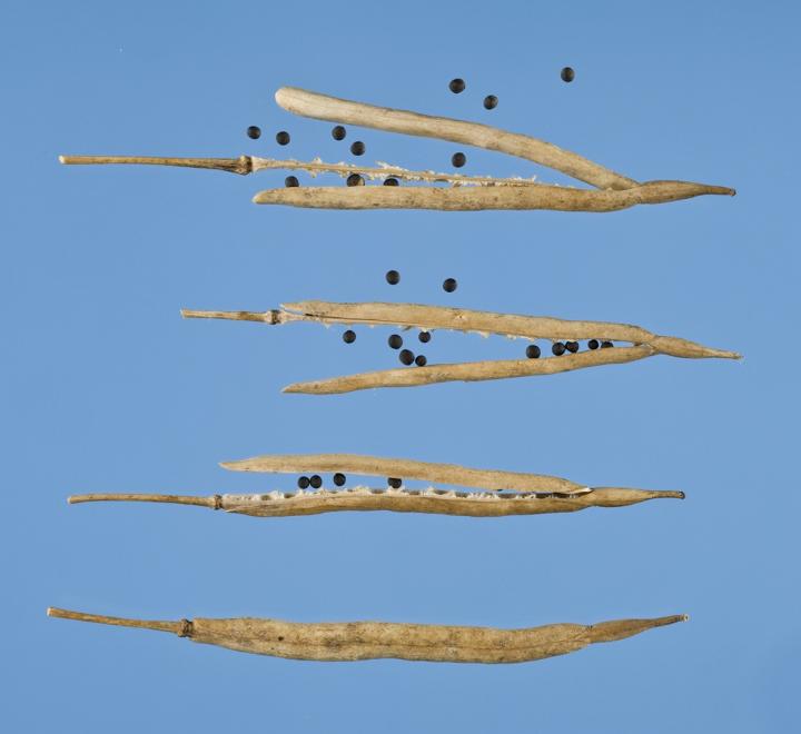 Pod Shatter in Oilseed Rape