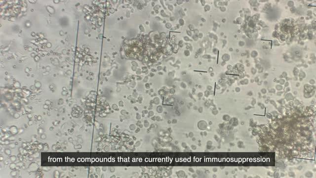 Dr. Roberto Gedaly on New Immunosuppression Clinical Trial