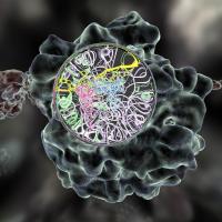 Ribosome Multi-Resolution