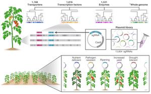 Large-Scale Functional Genomics in Tomato Using a High-Throughput Multi-targeted CRISPR Screening Approach.