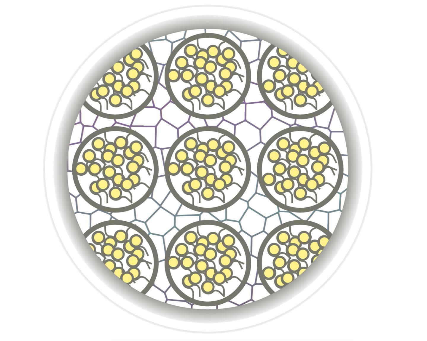 Disorderly Chromatin