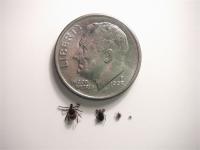 Advance of the Deer Tick