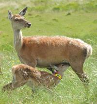 Red Deer with Calf