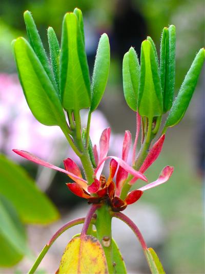 Rhodo Fargesii