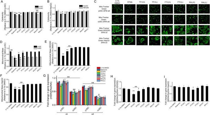 Cell viability, mitochondrial mass, and mitochondrial DNA copy number (mtCN) in oUSCs exposed to antiretroviral drugs