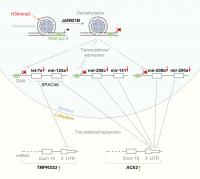 Scheme of the Interaction Network
