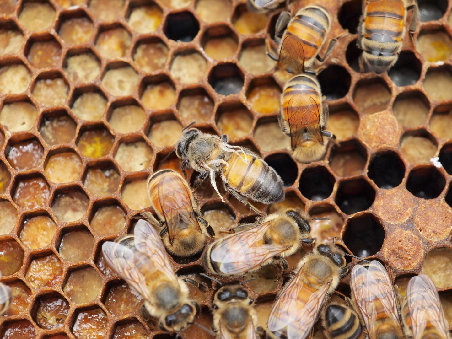 Mites Drive Deformed Wing Virus in Honeybees (1 of 3)