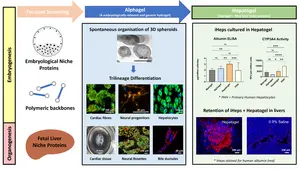 Beyond Matrigel: A novel hydrogel system designed to facilitate the transplantation of hPSC-derived cells and tissue