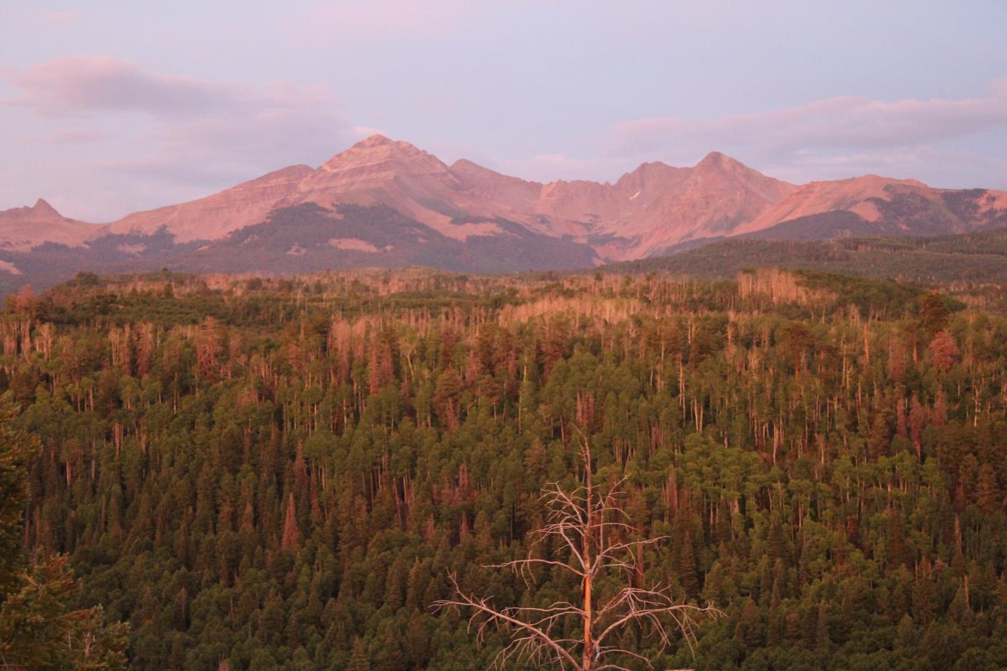 Stressed Forests