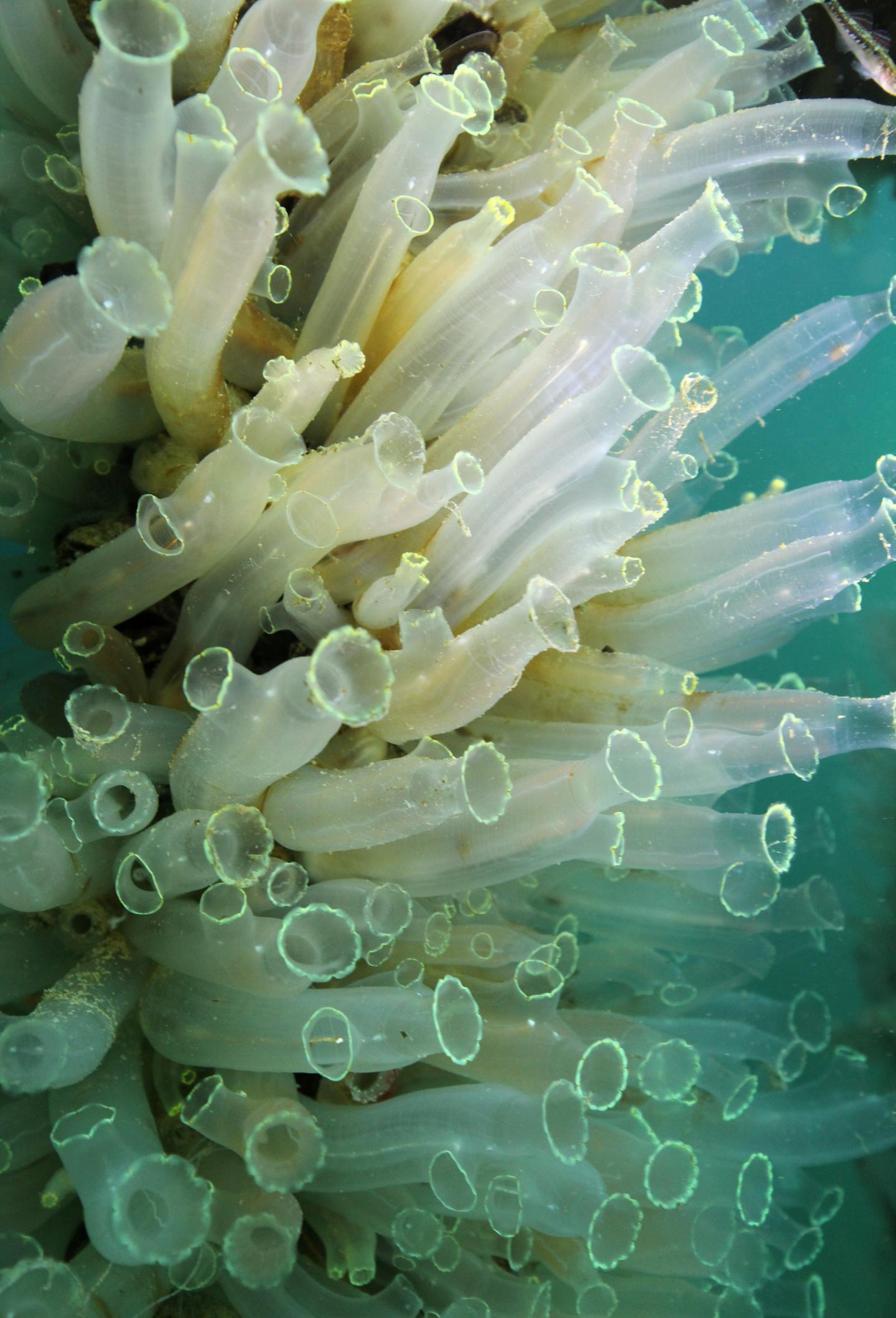 <I>Ciona intestinalis</I>