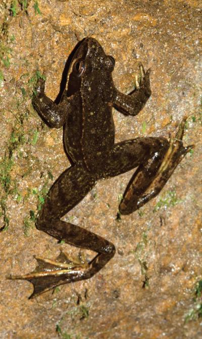 <i>Rana iberica</i>