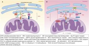 Endoplasmic reticulum (ER) stress and unfolded protein response (UPR) in ER, mitochondria, and mitochondria-associated ER membranes (MAMs).