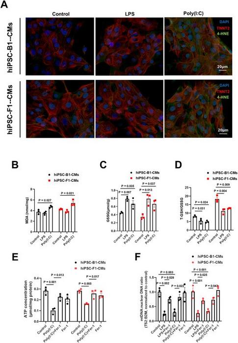 Poly(I:C) challenge, but not LPS, impairs mitochondrial function in the cardiac differentiation process by increasing lipid peroxidation levels.