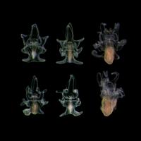 Larvae