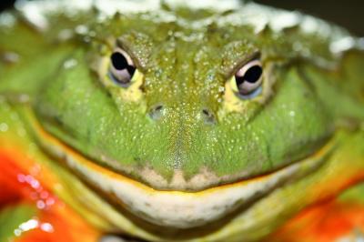 A Giant African Bullfrog