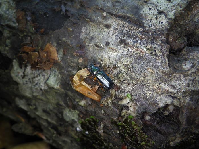 A honey trap for protecting the forest