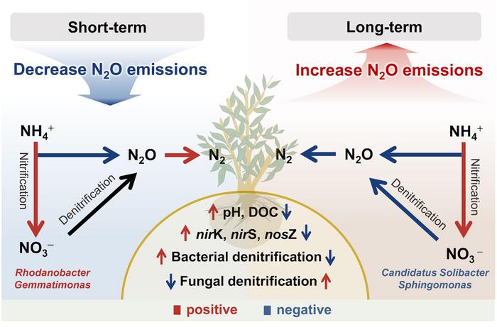 Divergent legacy effects of biochar on nitrous oxide emissions in acidic soils driven by altered microbial N pathways