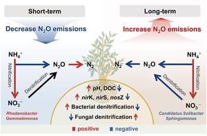 Divergent legacy effects of biochar on nitrous oxide emissions in acidic soils driven by altered microbial N pathways
