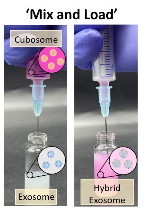 [Figure 1] Drug Loading via Simple Mixing of Cubosomes and Exosomes