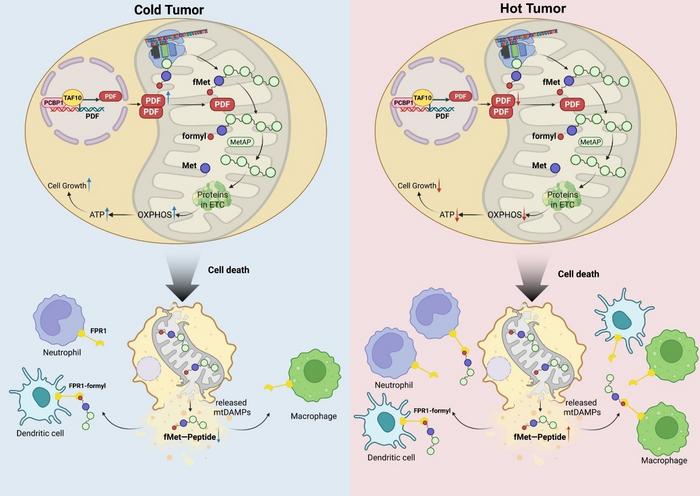 Dual Role of Peptide Deformylase (PDF) in Shaping “Cold” versus “Hot” Colorectal Cancer by Modulating Mitochondrial N-formylmethionine and Immune Microenvironments.